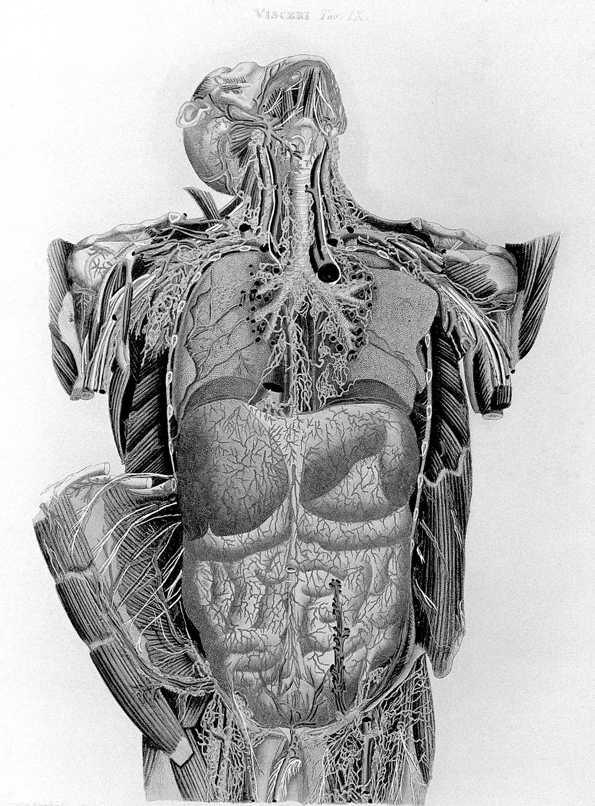Engraved anatomical composition, adapted from Mascagni's Anatomia Universa, used as the visual field for tappable signal pins