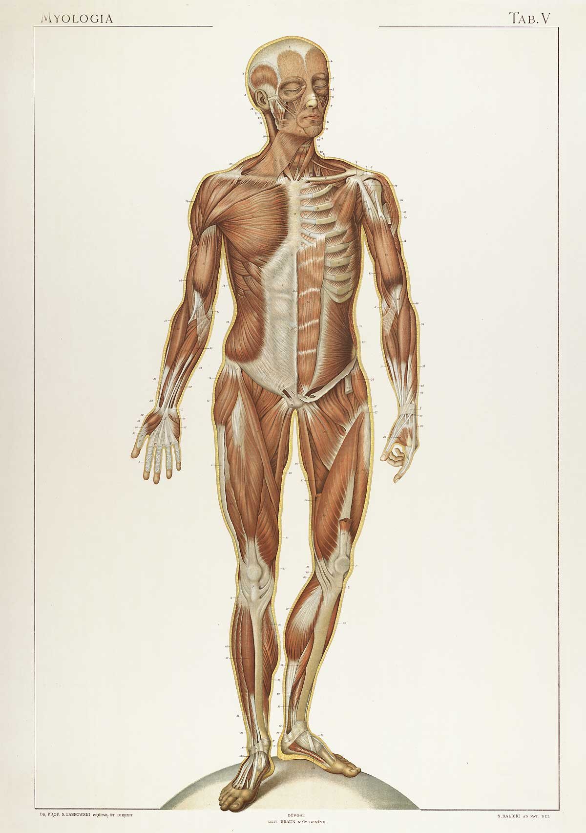Historical full-figure anatomical study, representing the lived human body